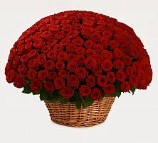 Премиум букет из: Розы в Полевой